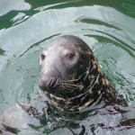 kd_howth_seal