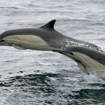 Long-beaked-common-dolphin3