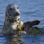 grey_seal_rue