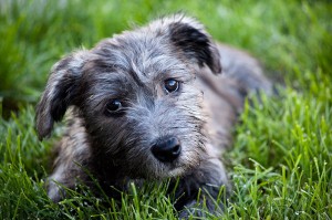 Cani Irlandesi: Glen of Imaal Terrier