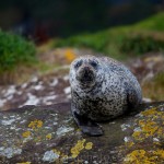 Common Seal, Glengarriff