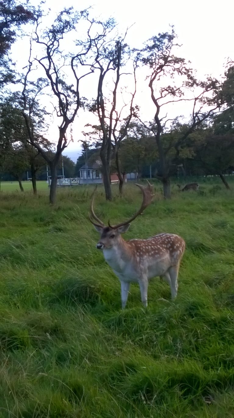 Phoenix Park