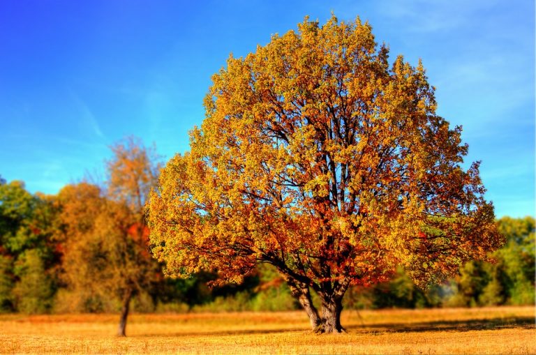 autunno