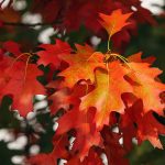 fall-foliage-3705550_960_720